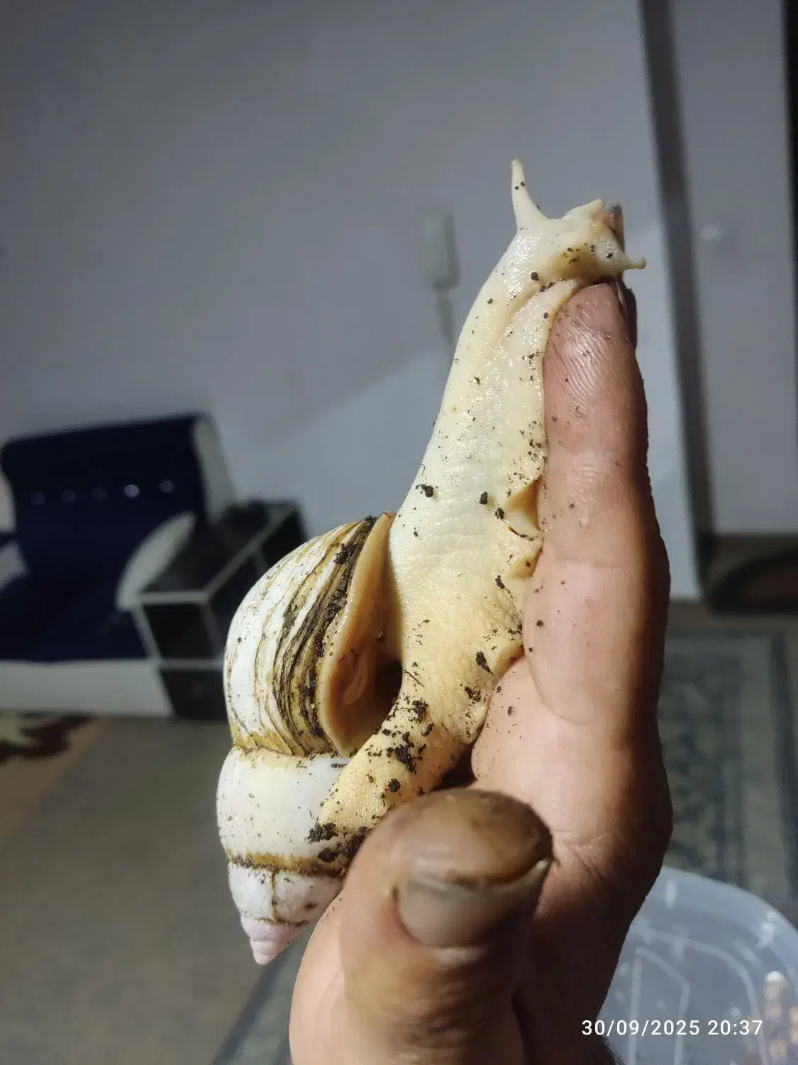 حلزون آچاتینا سوپر مولد|خزنده|بوشهر, |دیوار