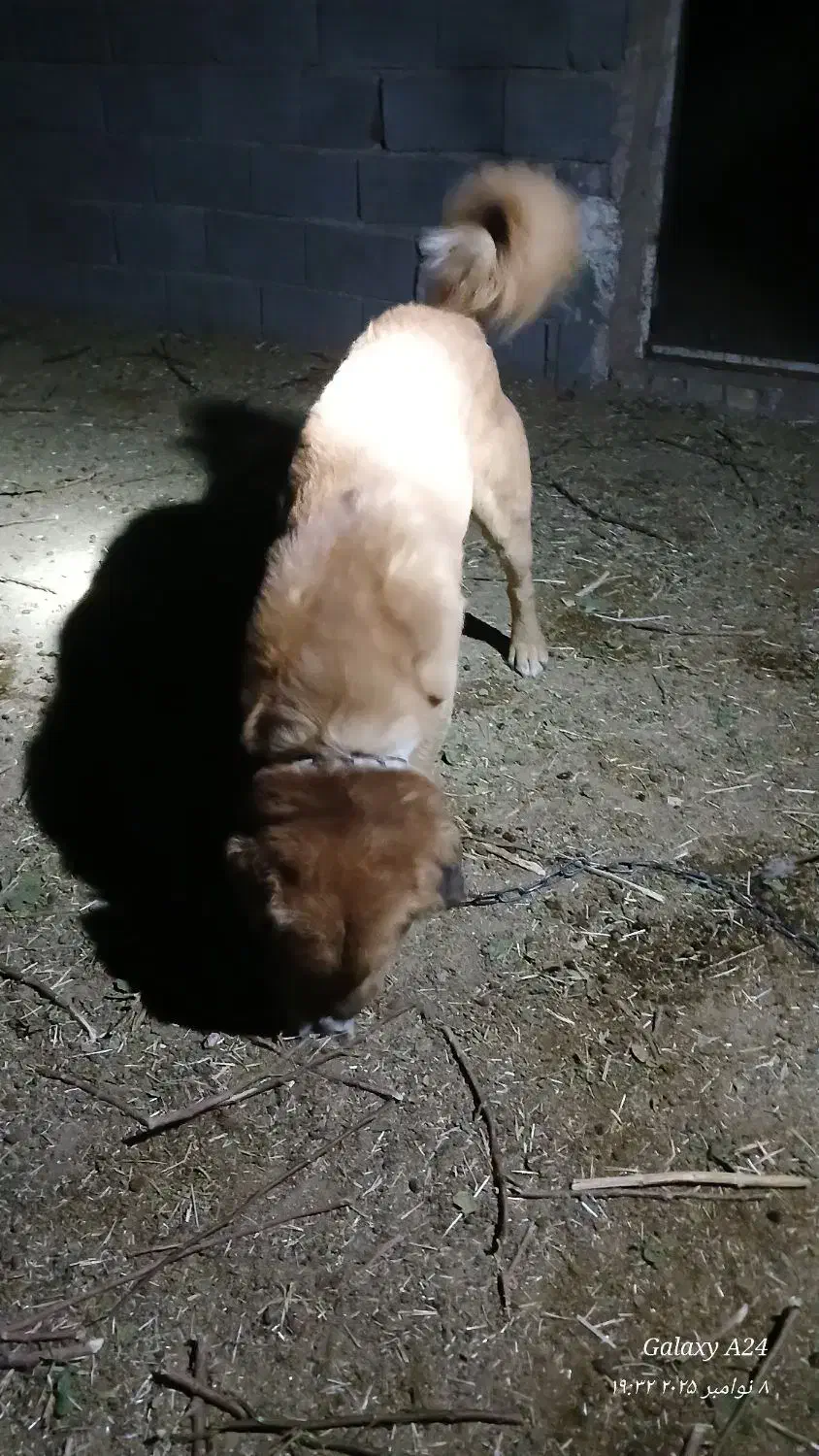 سگ فروشی|سگ|خوسف, |دیوار