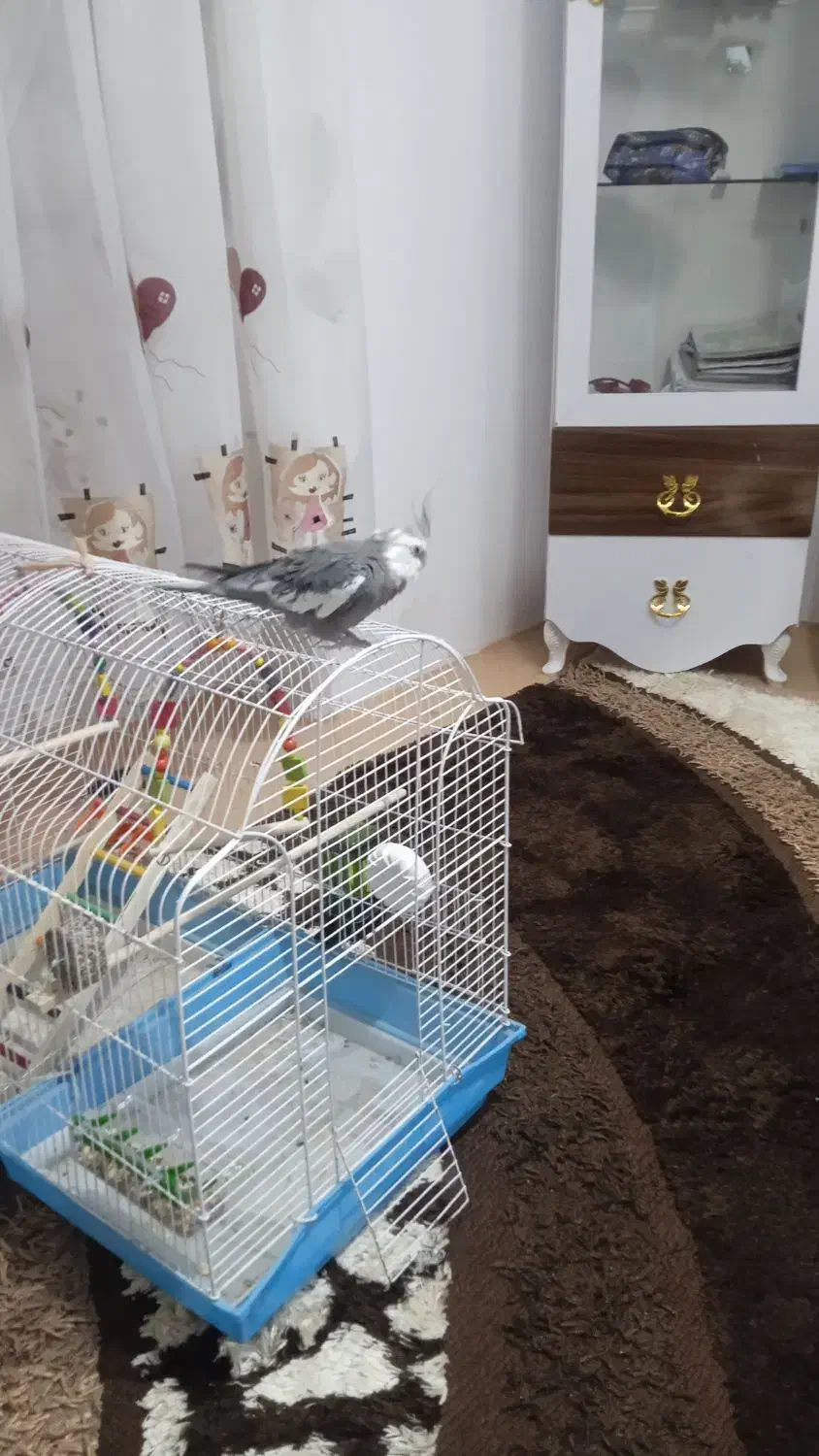 عروس هلندی نر|پرنده|ارومیه, |دیوار