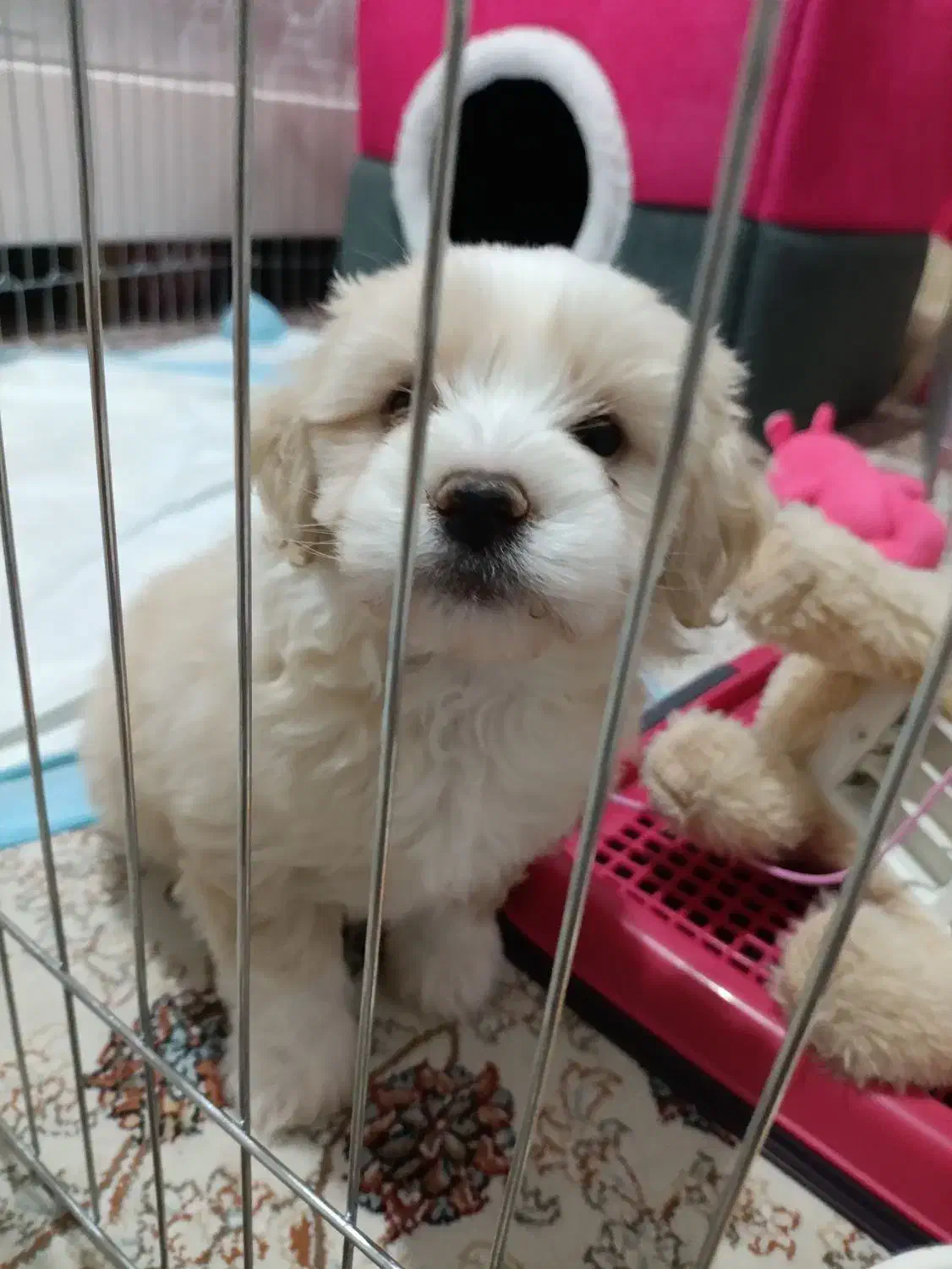 سگ جیبی|سگ|پردیس, فاز ۵|دیوار