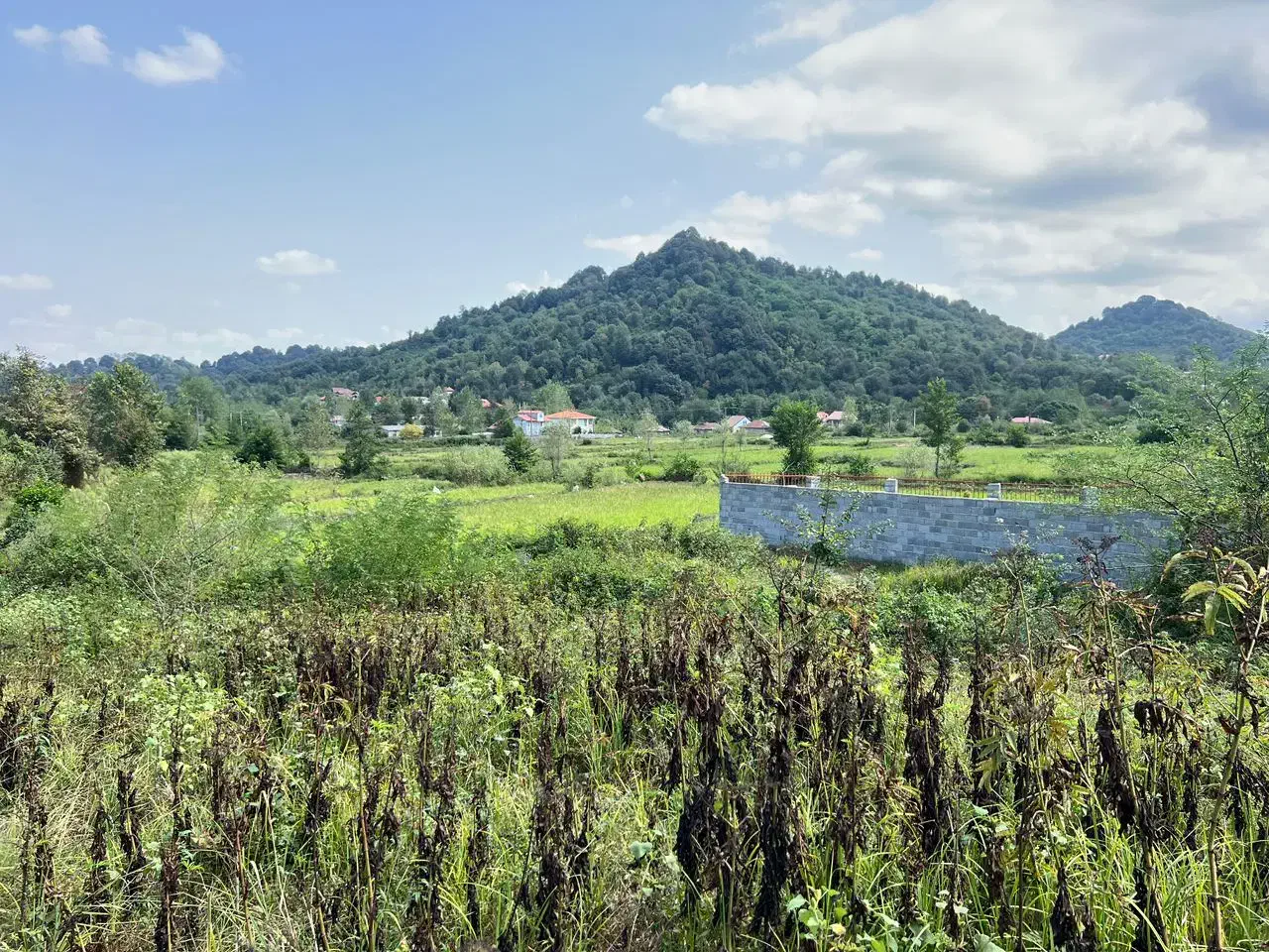 زمین جنگلی در گیلان بدون واسطه|فروش زمین و ملک کلنگی|لاهیجان, آهندان|دیوار