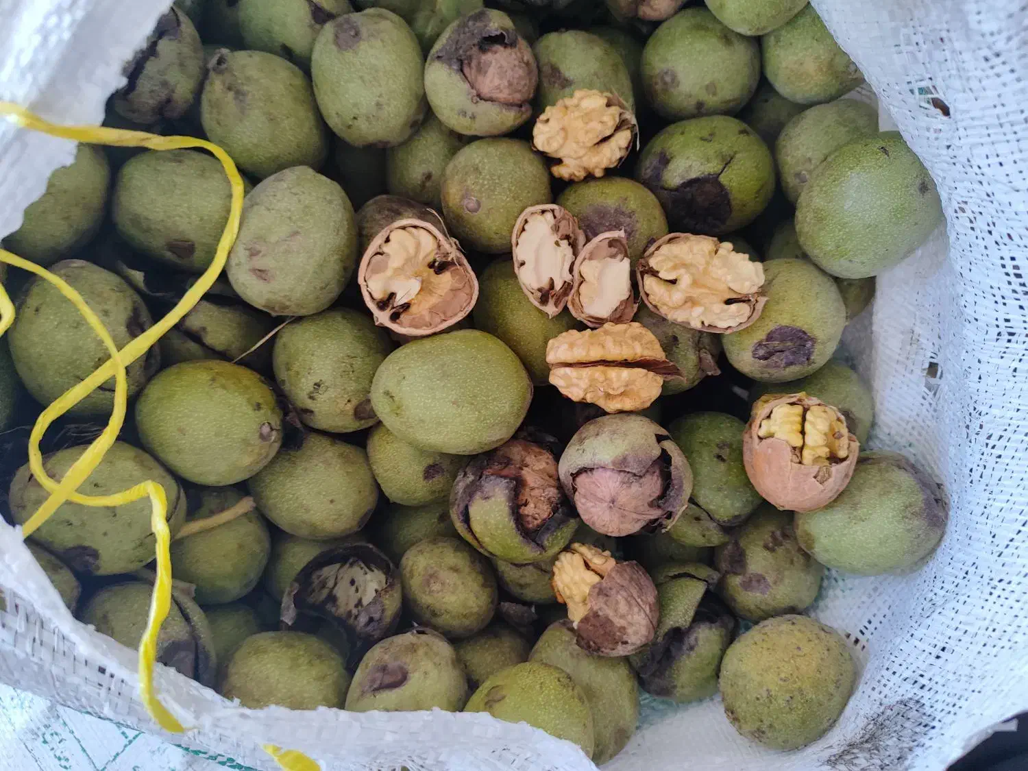 گردو تویسرکان درجه1مغز سفید پرچرب تک درخت|خوردنی و آشامیدنی|کنگاور, |دیوار