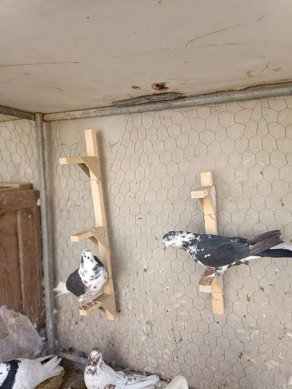 جفت کلاغی|پرنده|اردکان, |دیوار