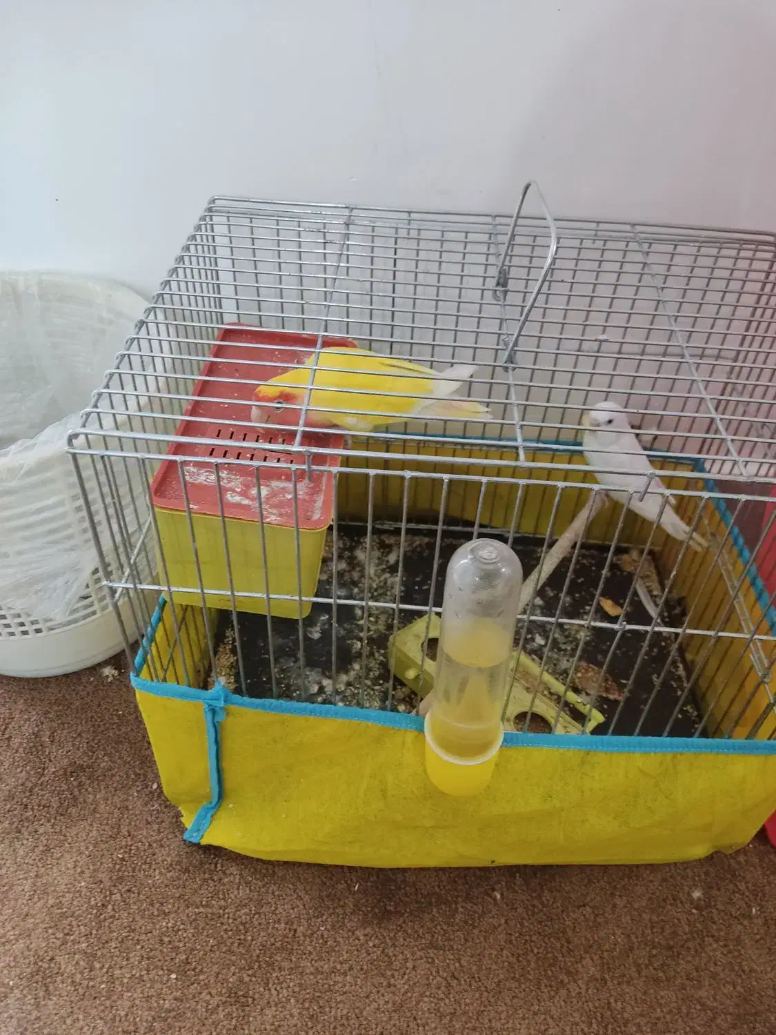 دوعدد پرنده|پرنده|سوسنگرد, |دیوار