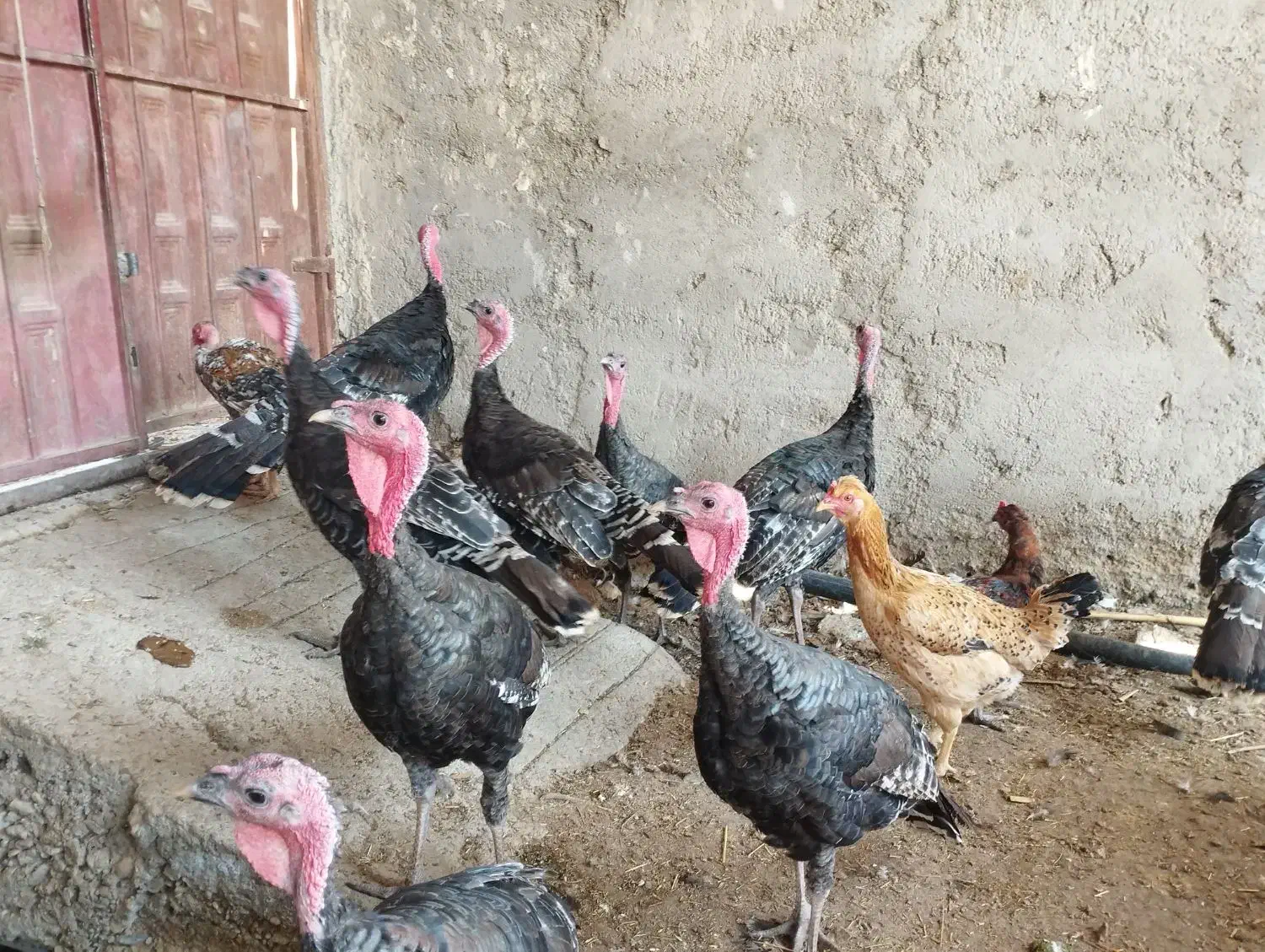 مرغ|حیوانات مزرعه|زهک, |دیوار