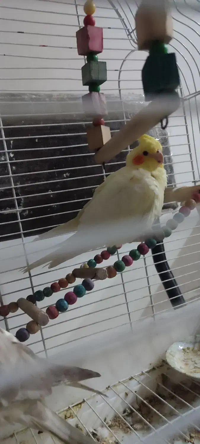 عروس هلندی|پرنده|تهران, خانی آباد نو جنوبی|دیوار