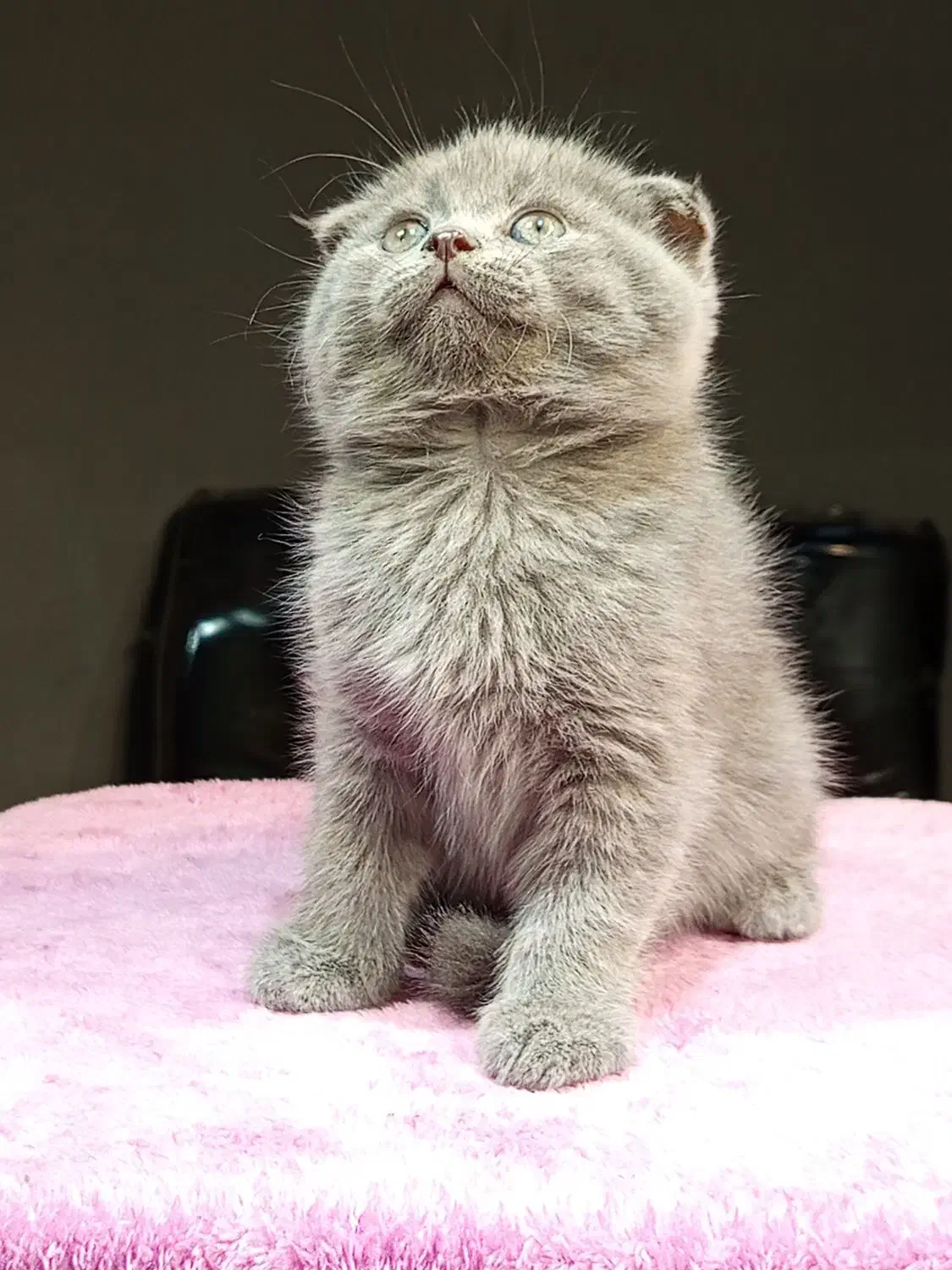 بچه گربه اسکاتیش خرسی|گربه|تهران, تهرانسر مرکزی|دیوار