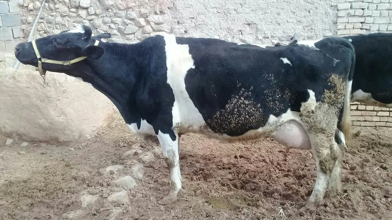 یک عدد گاوه شیری ۳۰کیلویی|حیوانات مزرعه|شیروان (خراسان), |دیوار