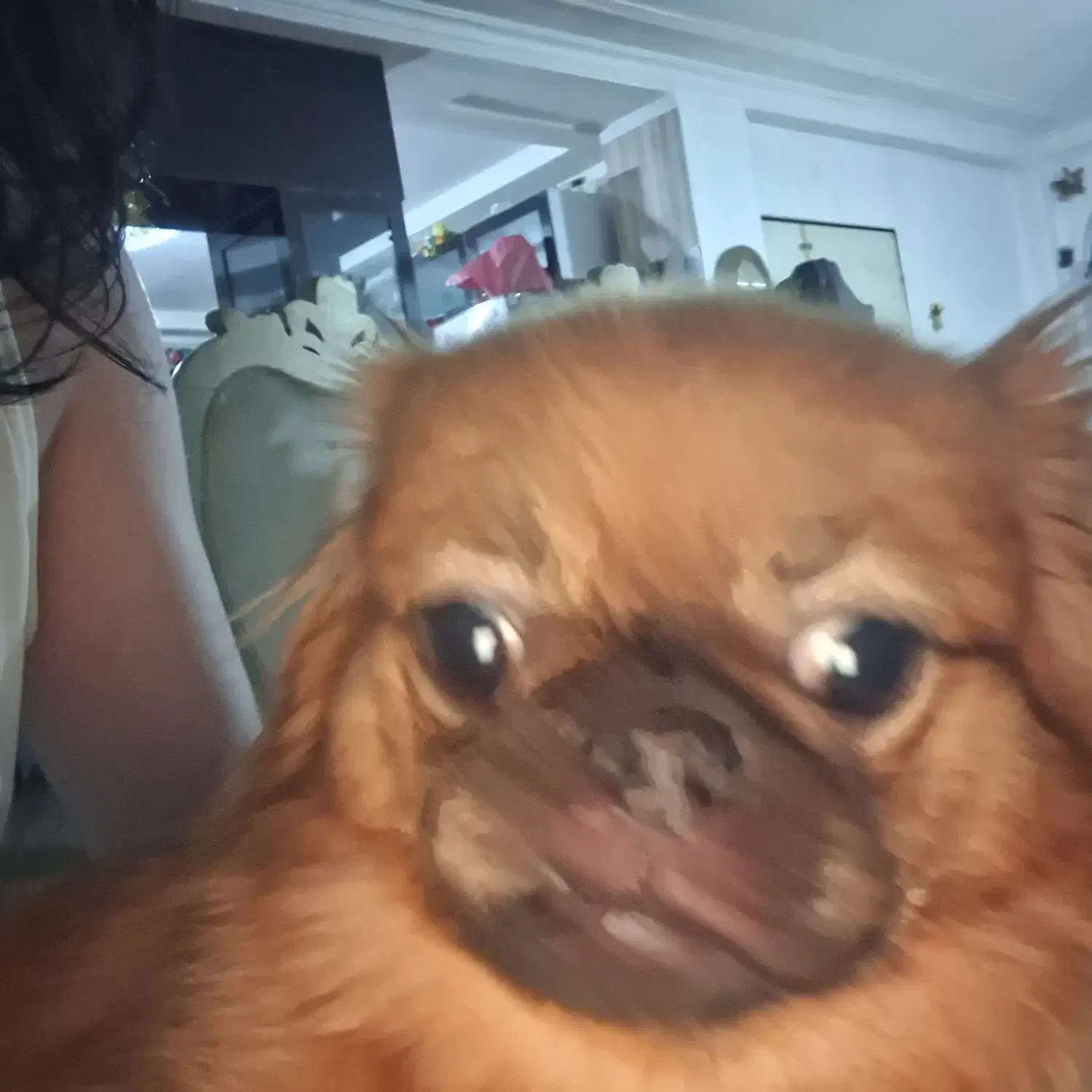 سگ peek-a-poem  8 ماهه|سگ|اردبیل, |دیوار