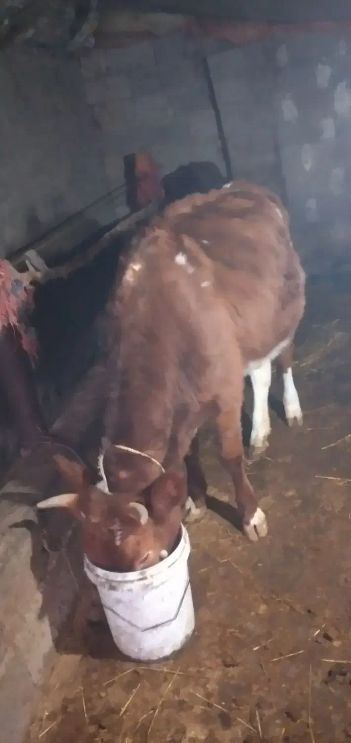 ورزا و لیشه سرحال|حیوانات مزرعه|فومن, |دیوار