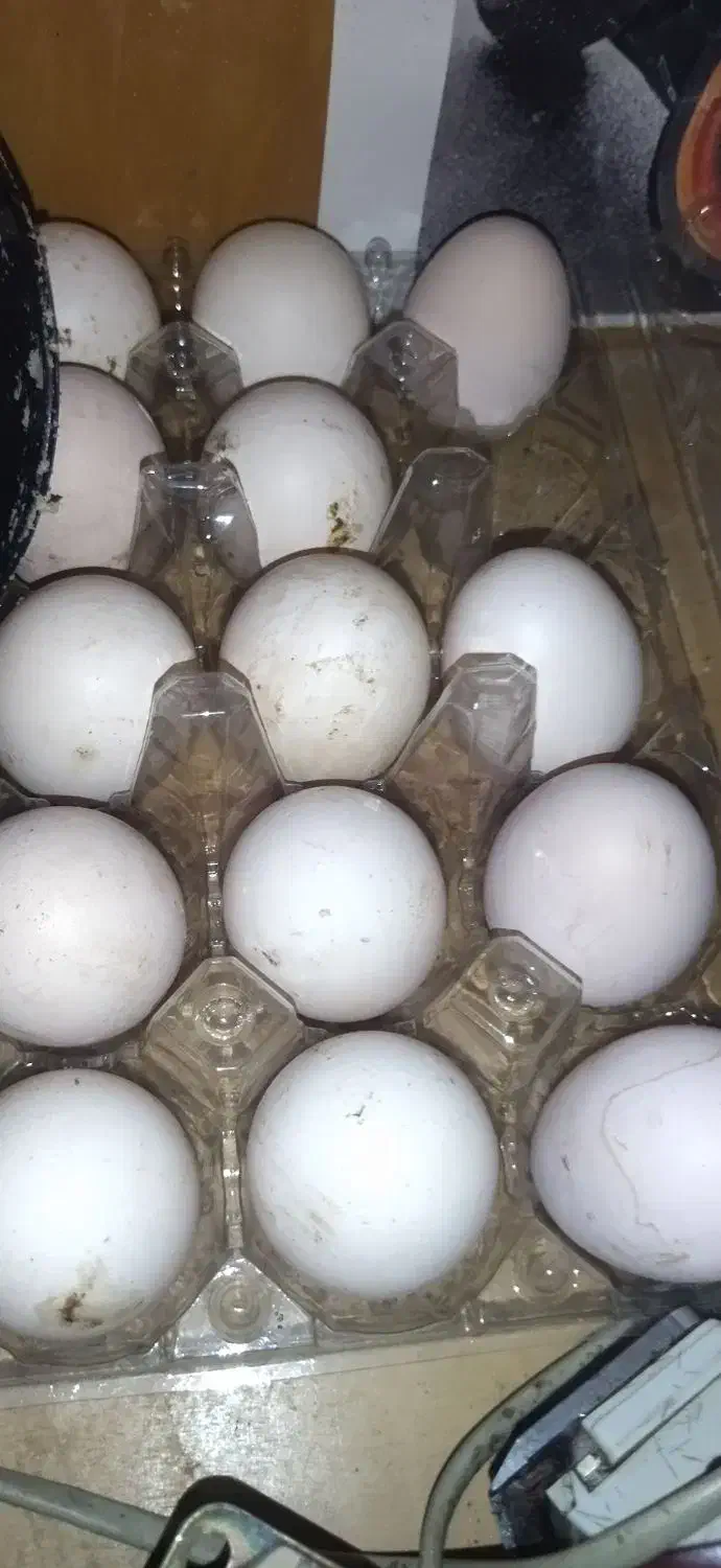 تخم لاری|حیوانات مزرعه|لاهیجان, خالو باغ|دیوار