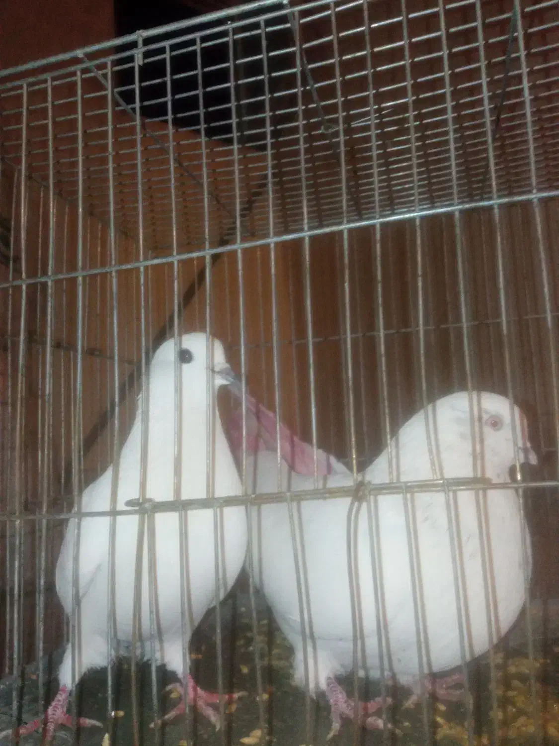 کبوتر|پرنده|اصفهان, ناصرخسرو|دیوار