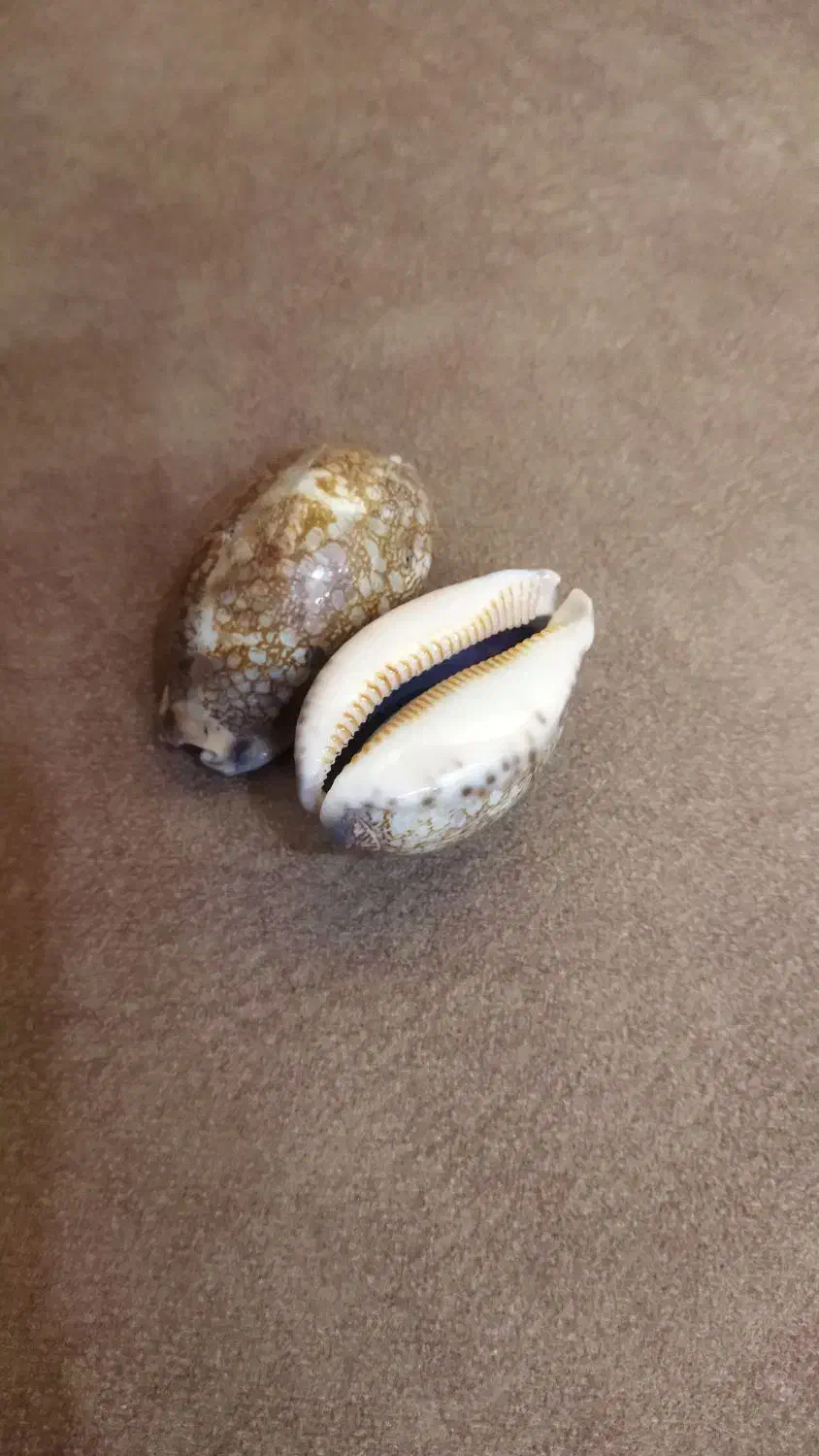 صدف قدیمی خارجی|کلکسیون اشیاء عتیقه|بهبهان, |دیوار