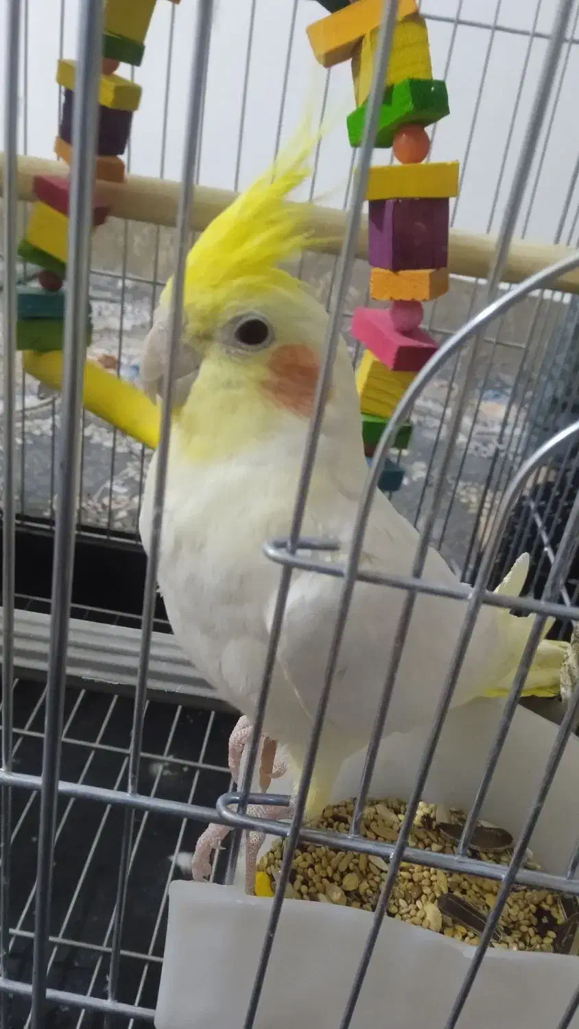 گمشده|حیوانات|نورآباد, |دیوار