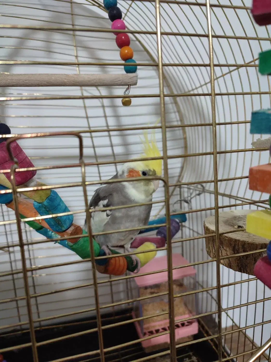 عروس هلندی نر یکساله|پرنده|روانسر, |دیوار