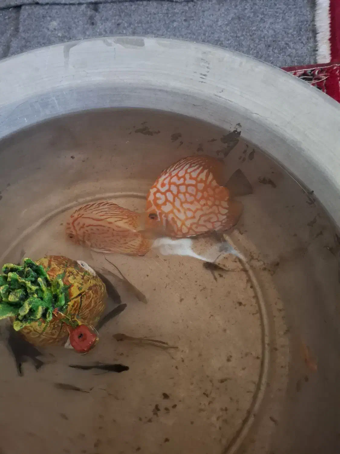 ماهی دیسکس|ماهی|تبریز, |دیوار