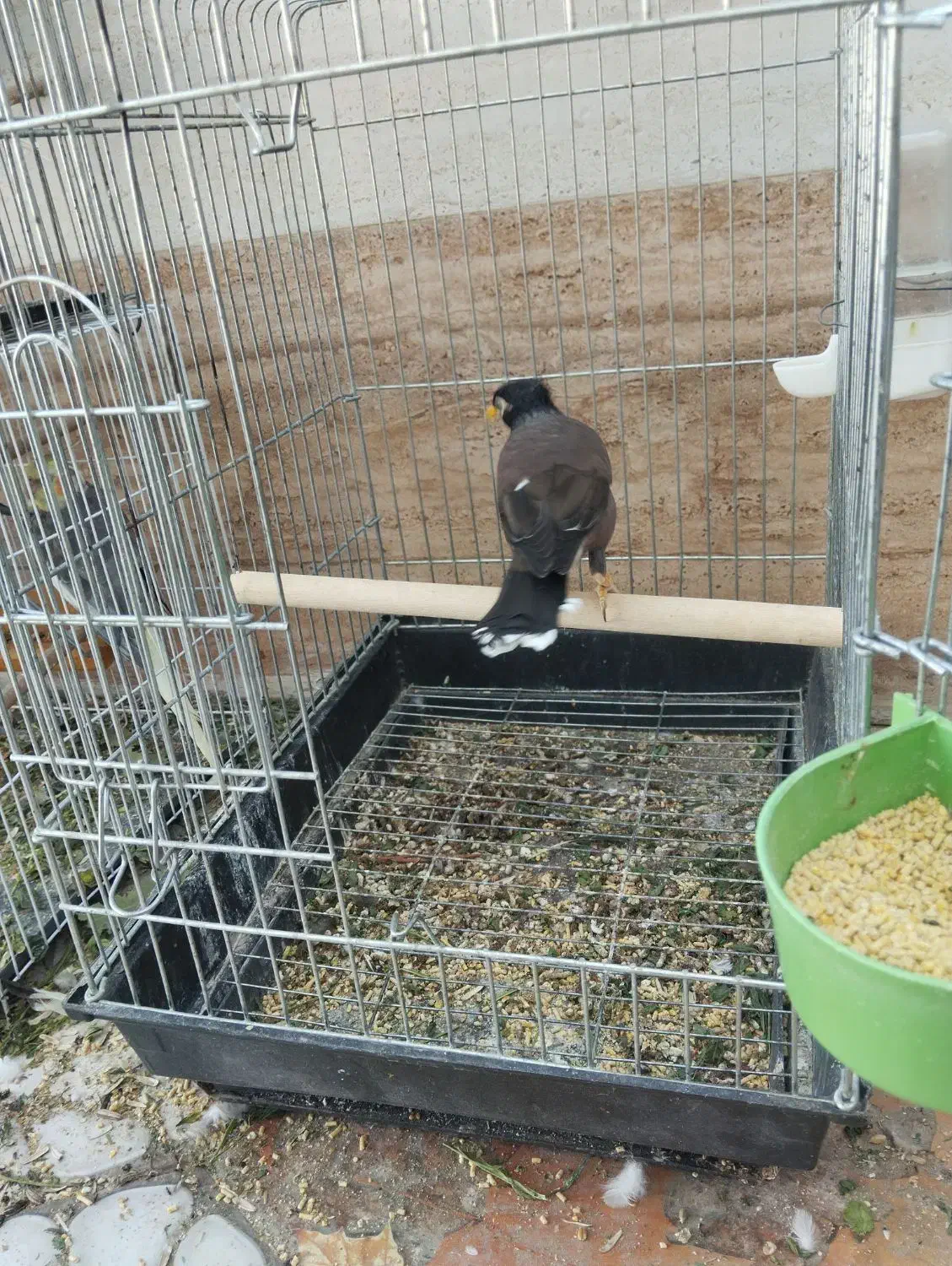 یک عدد مرغ مینا|پرنده|اسماعیلی, |دیوار