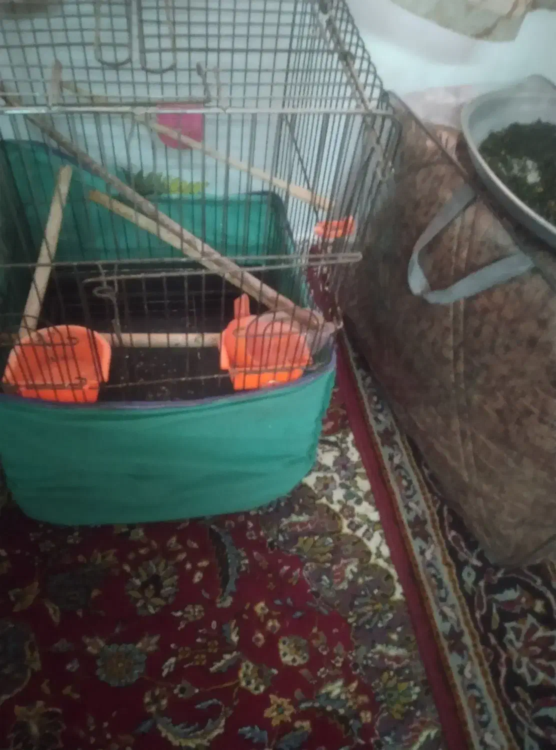 لوازم جانبی حیوانات|لوازم جانبی حیوانات|رانکوه, |دیوار