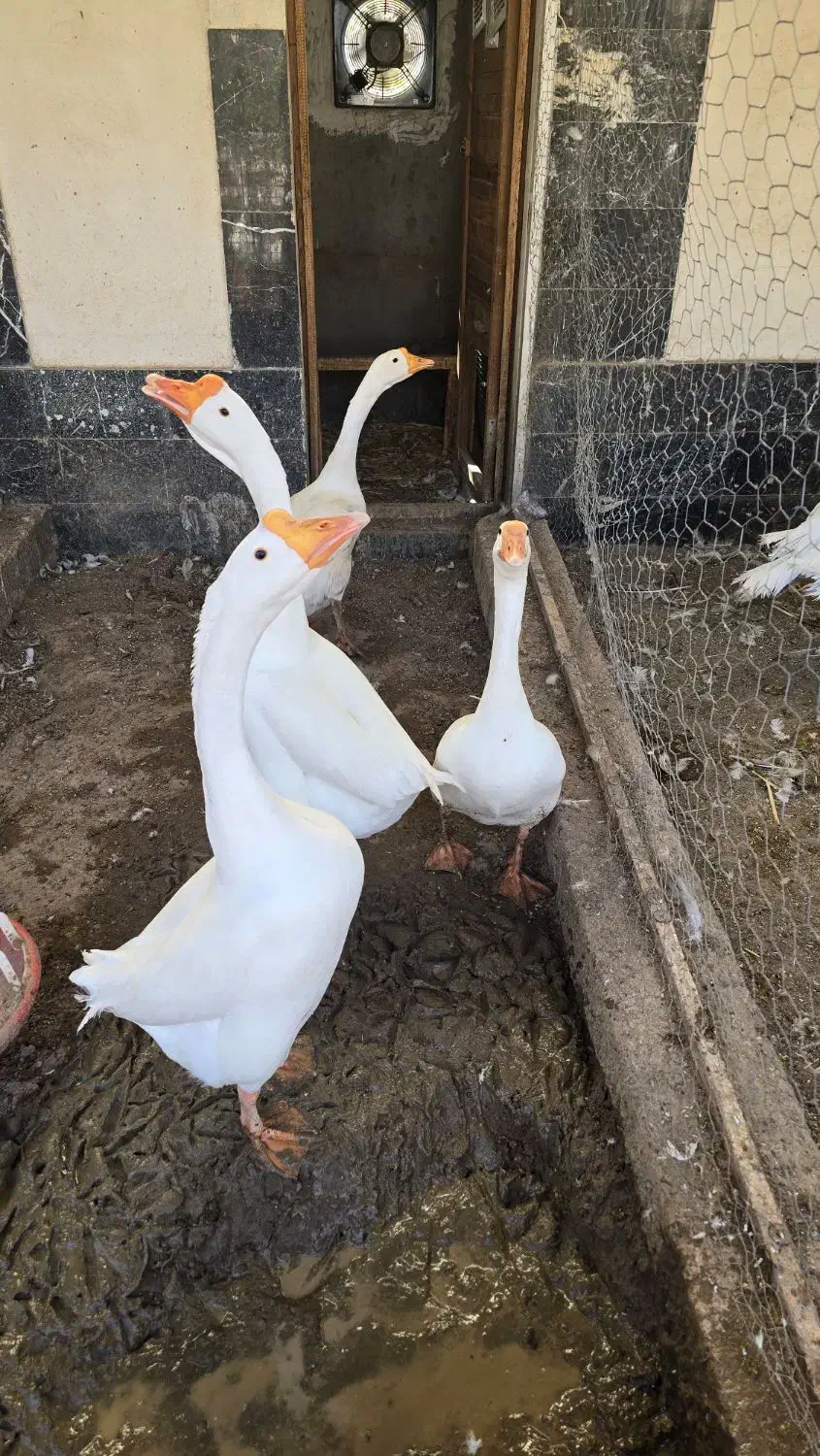 قوغاز|حیوانات مزرعه|قزوین, |دیوار