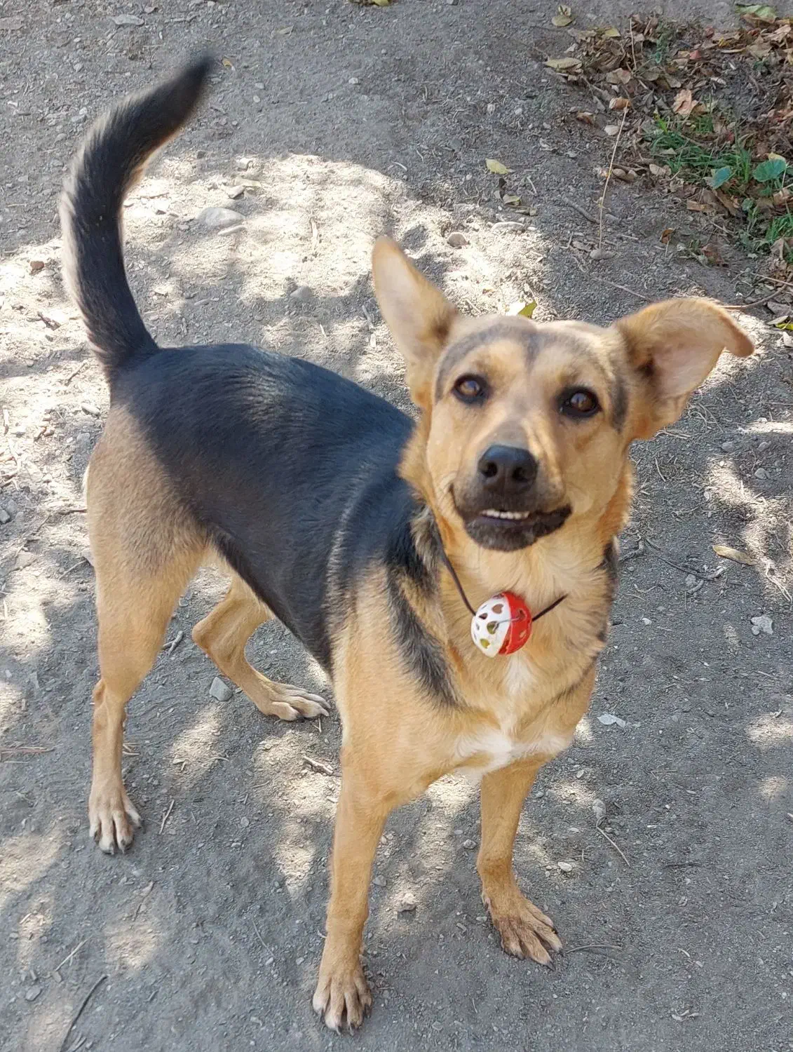 فروش توله سگ|سگ|گلبهار, شهر جدید گلبهار|دیوار