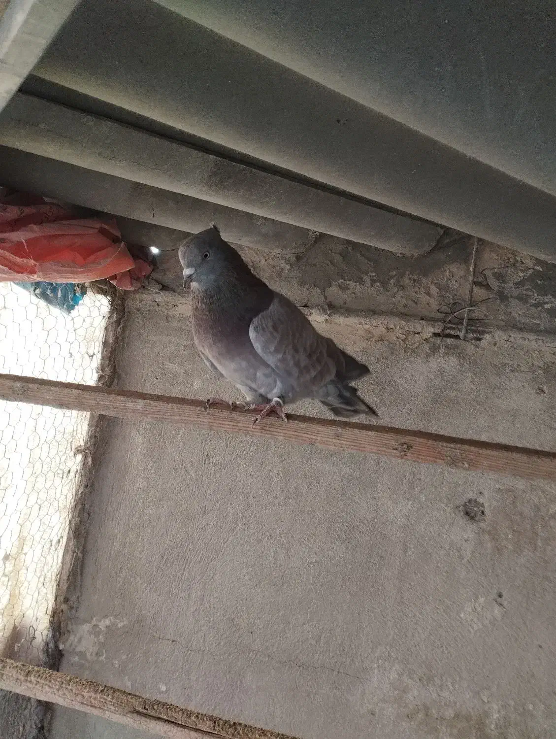 کبوتر|پرنده|ری, شهید غیوری (ابن باویه)|دیوار