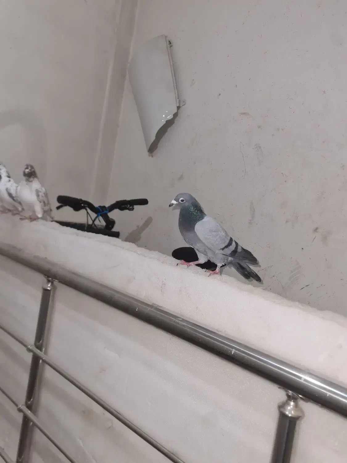 کبوتر نامبر غریب|پرنده|سنندج, |دیوار