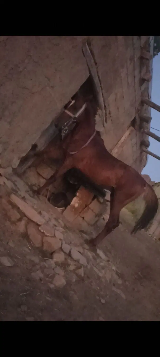 اسب|اسب و تجهیزات اسب‌سواری|سنندج, |دیوار