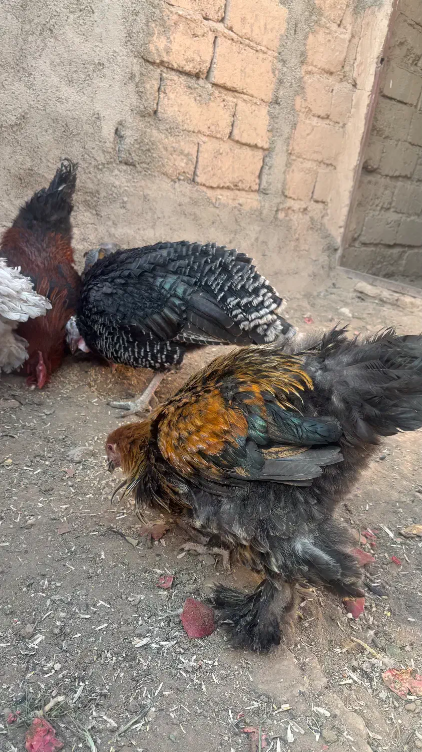 خروس نژاد برهما|حیوانات مزرعه|آرادان, |دیوار