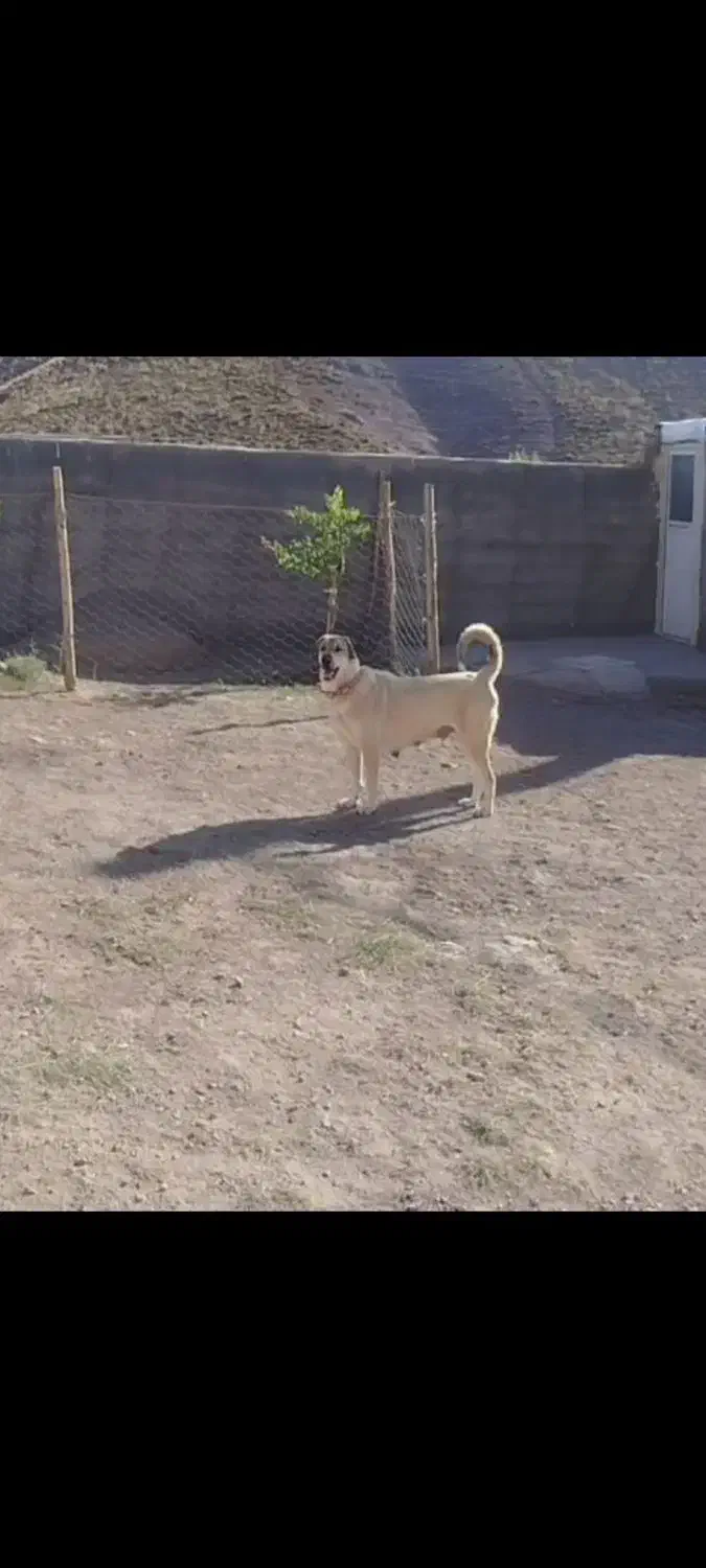 ماده پژدر عراقی فروشی|سگ|ایجرود, |دیوار