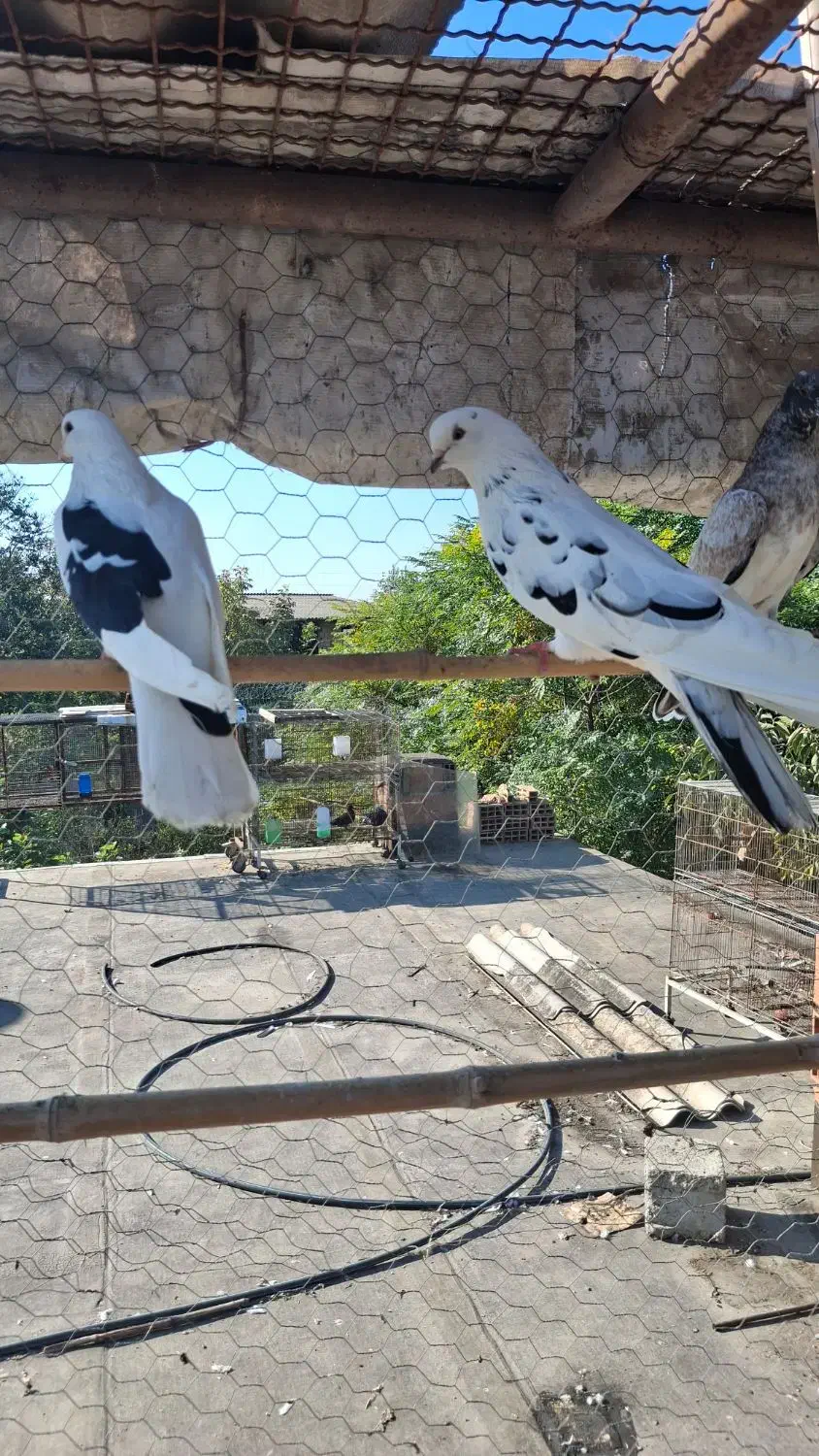 کبوتر زیبا|پرنده|ساری, |دیوار