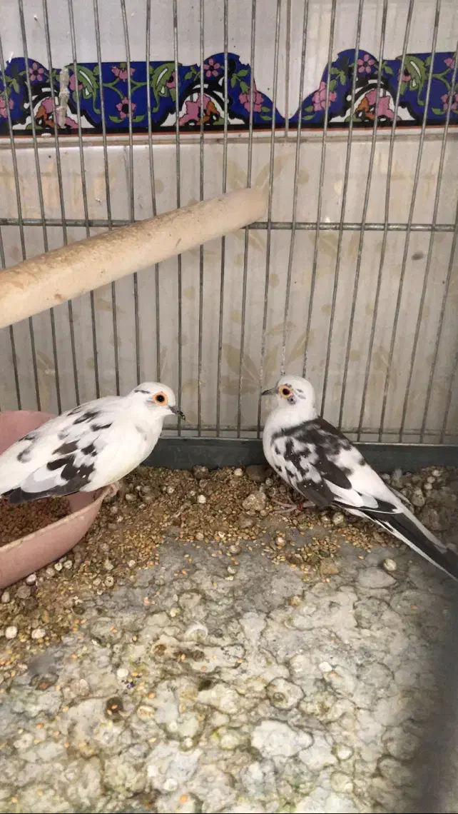 جفت ابلغ تک خال با یه جفت ناماکوا|پرنده|شیراز, شهرک مدرس|دیوار