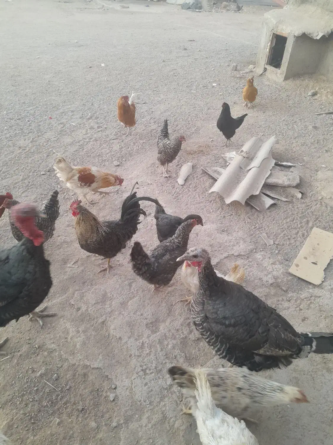 خروس مرغ بوقلمون|حیوانات مزرعه|بوژگان, |دیوار