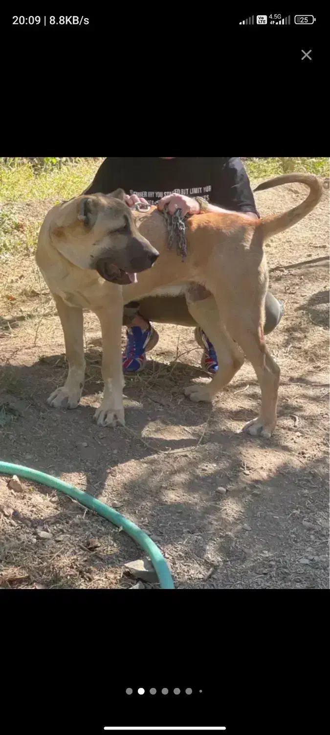 سگ سرابی دزدیده شده از مراغه روستای قشلاق|حیوانات|مراغه, |دیوار