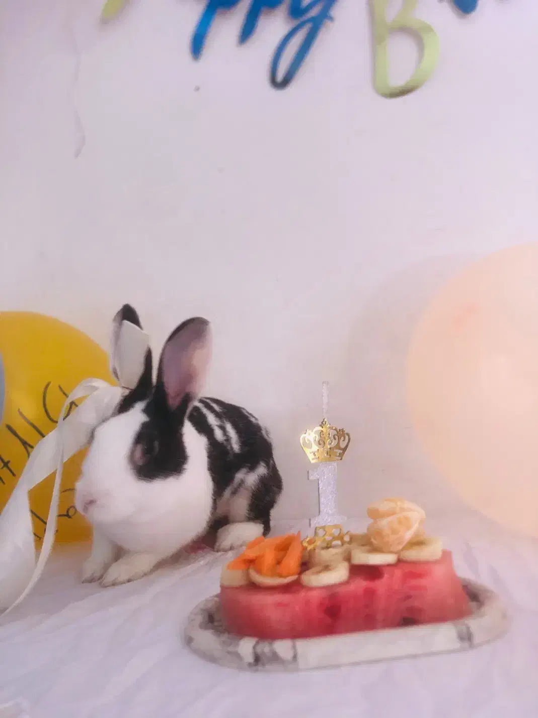 واگذاری رایگان خرگوش|موش و خرگوش|تربت جام, جامی|دیوار