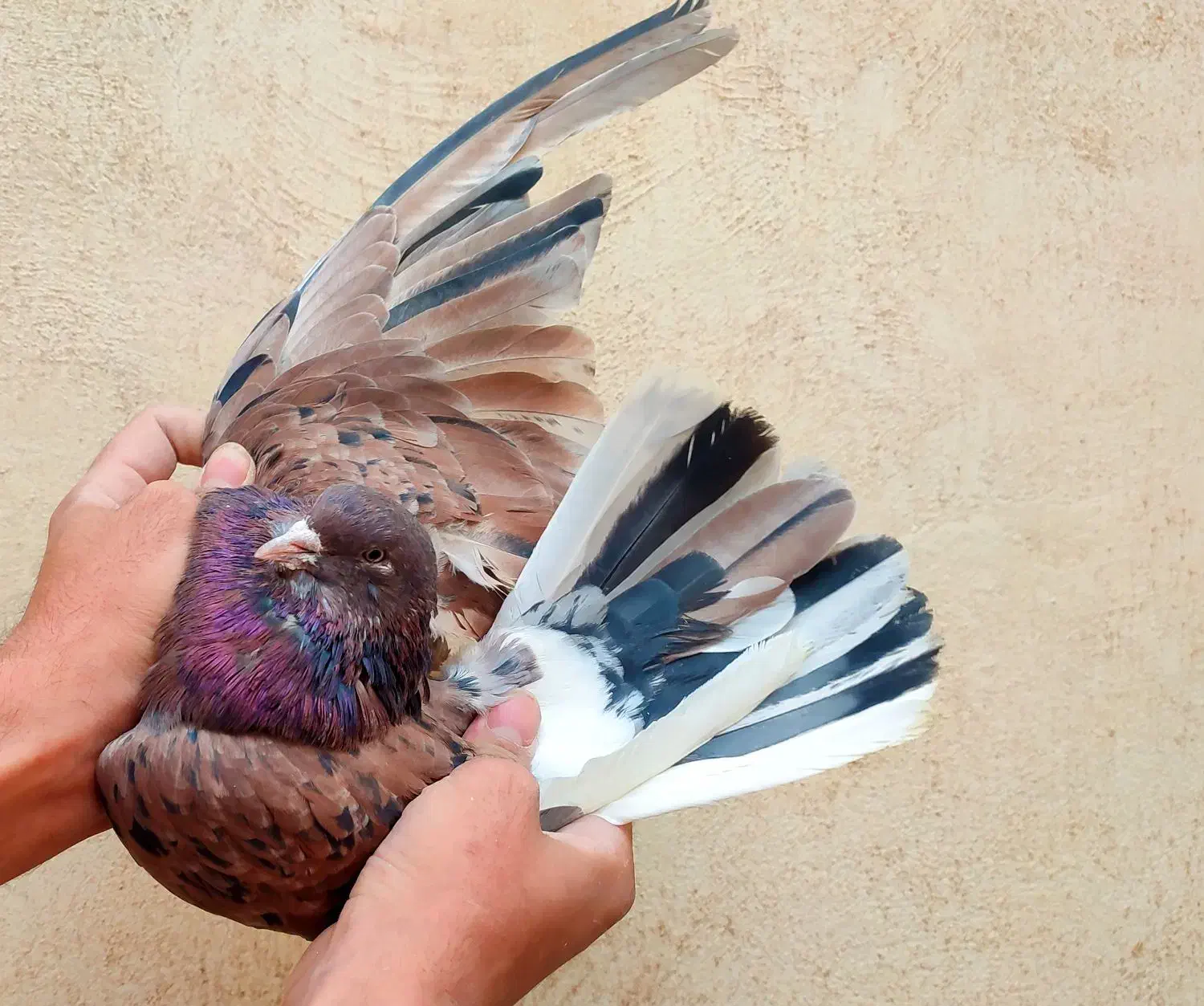 مایه کبوتران پرشی کاشان|پرنده|کاشان, میدانگاه آقا|دیوار