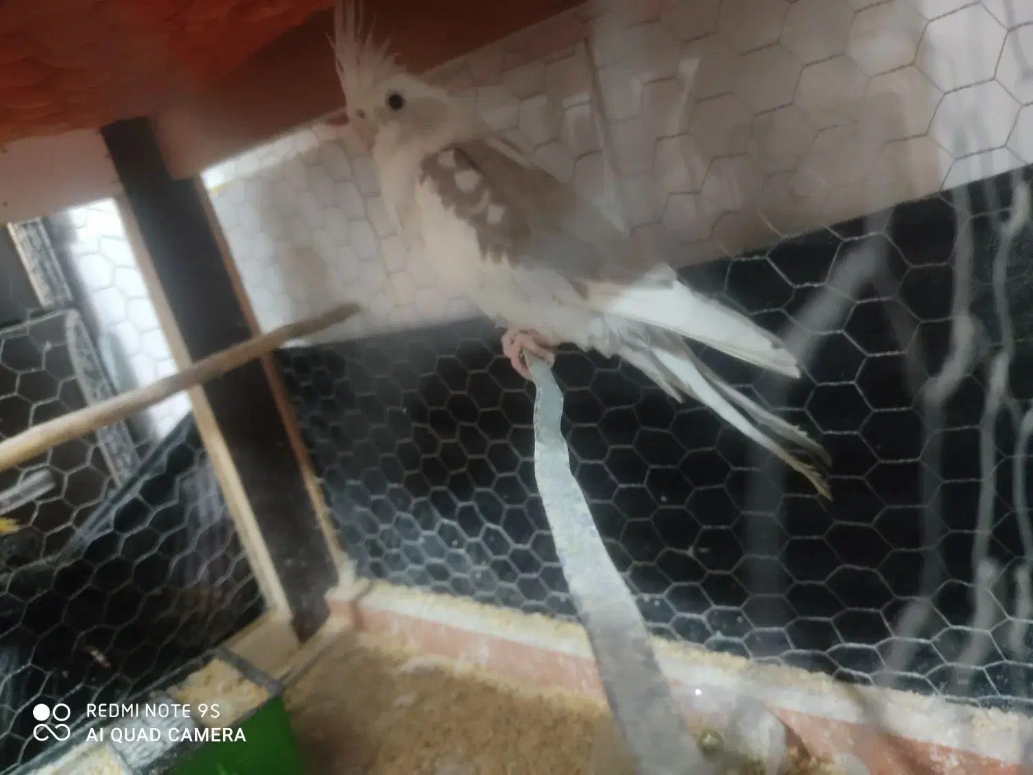 عروس هلندی دو کت  ماده|پرنده|اردبیل, |دیوار