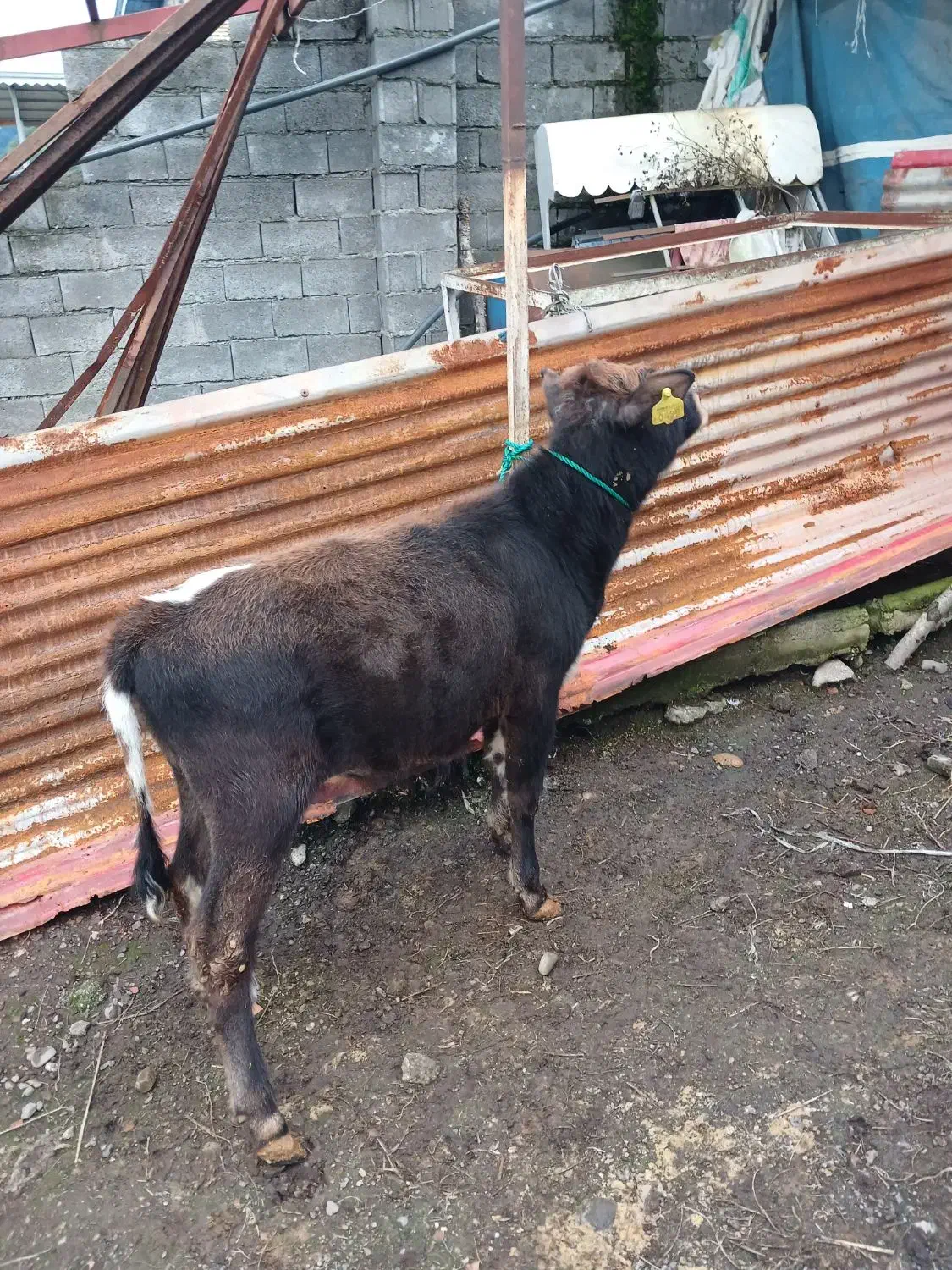 فروش گوساله دورگ محل|حیوانات مزرعه|حویق, |دیوار