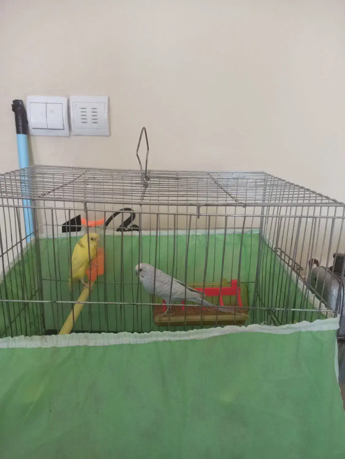 مرغ عشق و طوطی برزیلی|پرنده|کرمانشاه, |دیوار