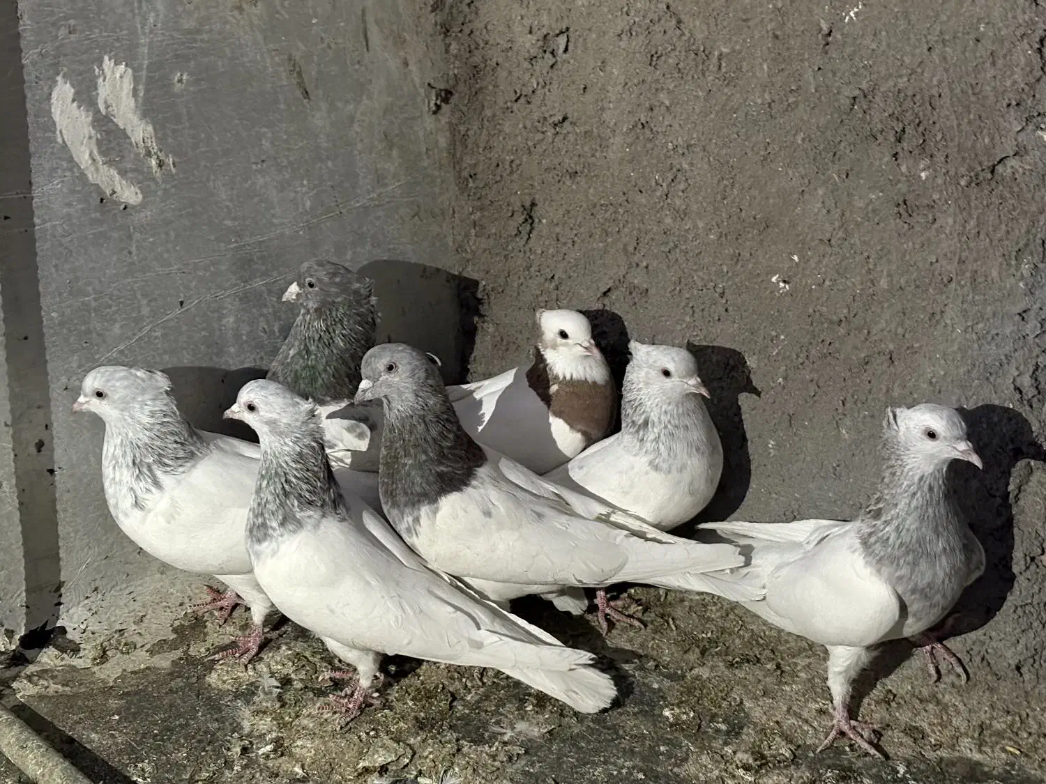 کله ای|پرنده|بم, |دیوار