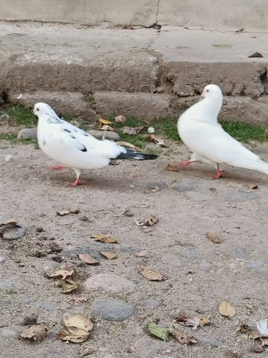 معاوظه با قناری نر|پرنده|سنگر, |دیوار