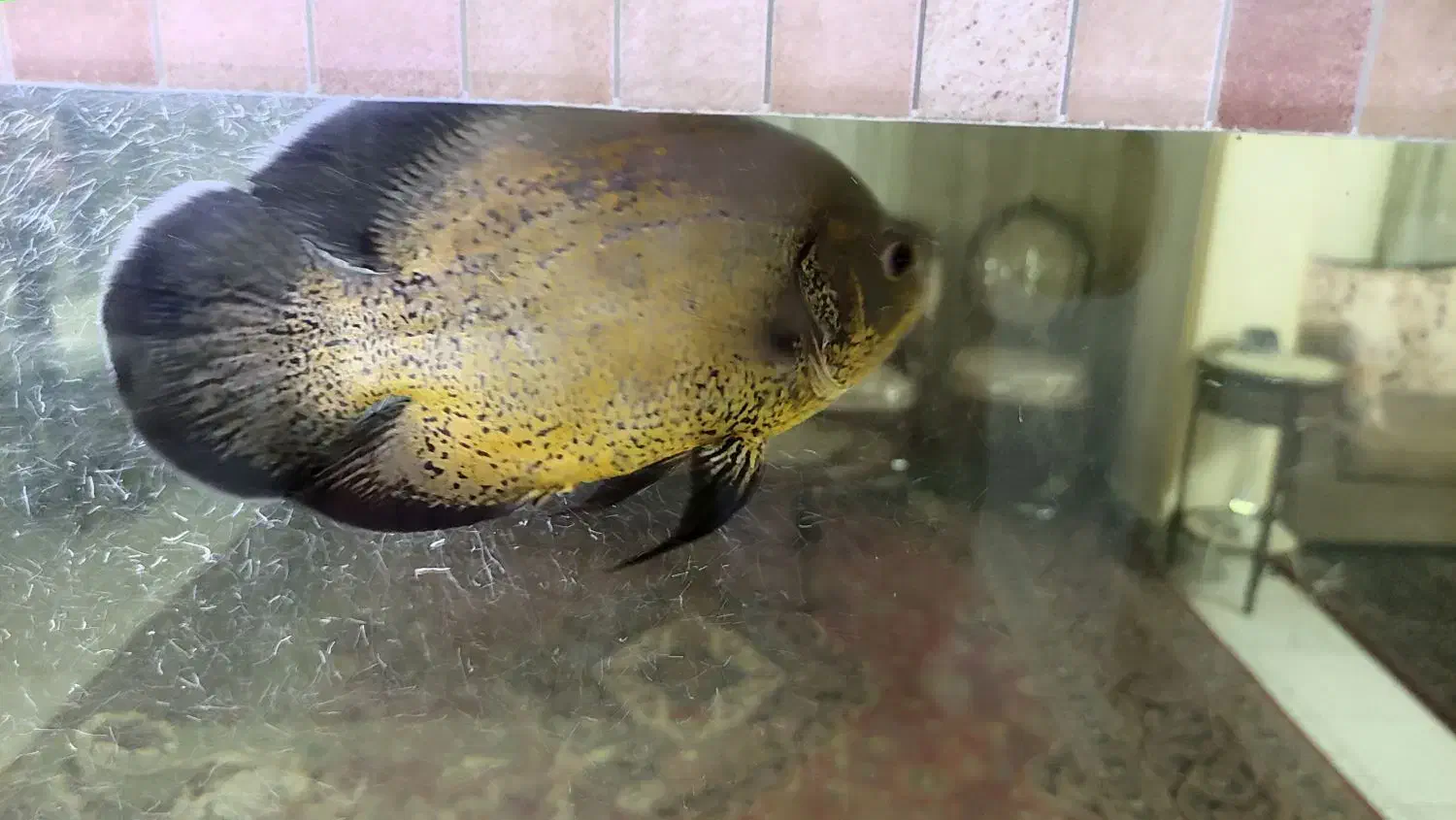 ماهی اسکار مسی|ماهی|تهران, تولید دارو|دیوار