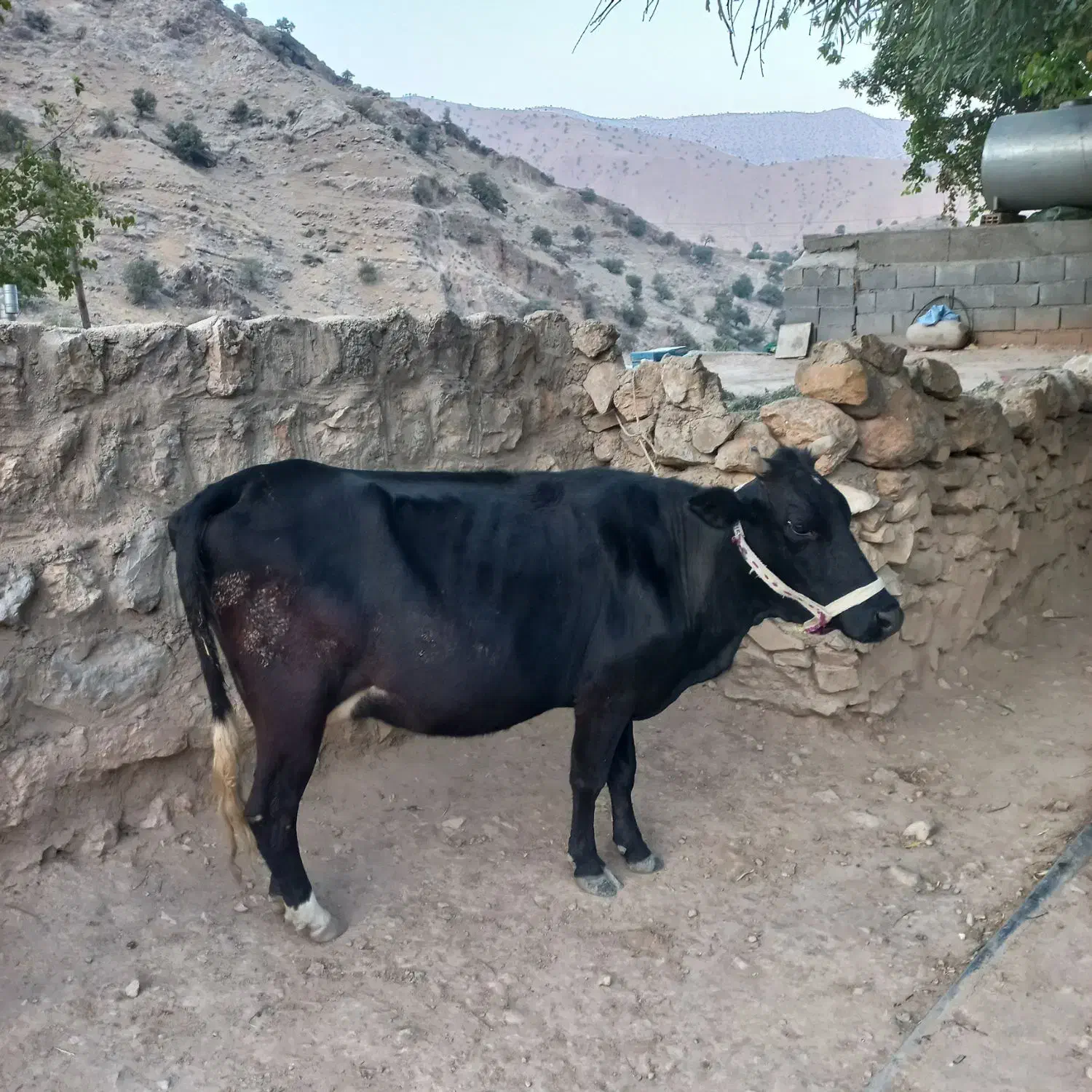 گاو و گوساله|حیوانات مزرعه|ایذه, |دیوار