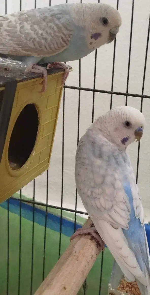 مرغ عشق زیبا تک وجفت|پرنده|رباط‌کریم, رباط‌کریم|دیوار