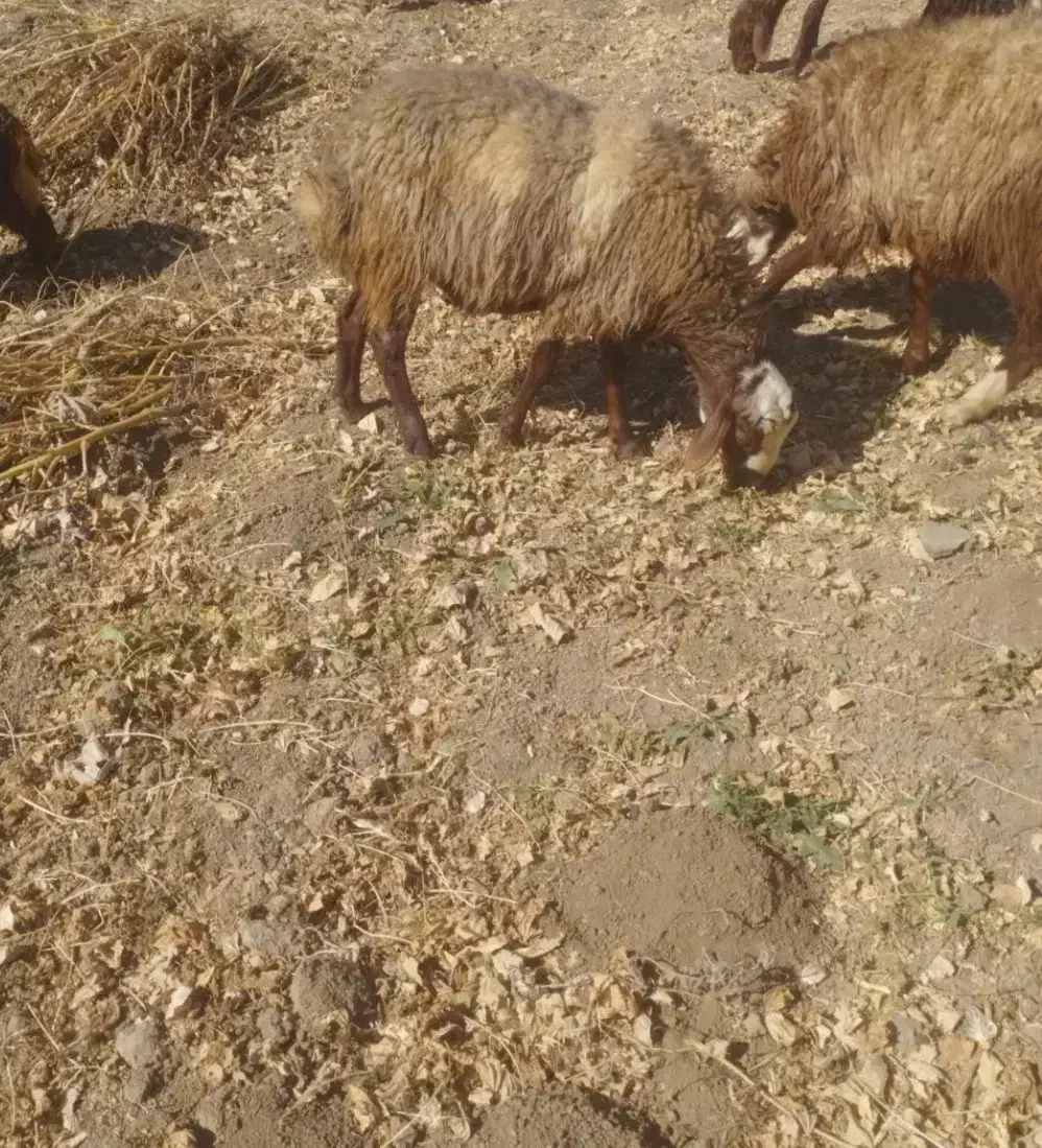 کاور نر پوشی کیلوی نیست|حیوانات مزرعه|مریوان, |دیوار