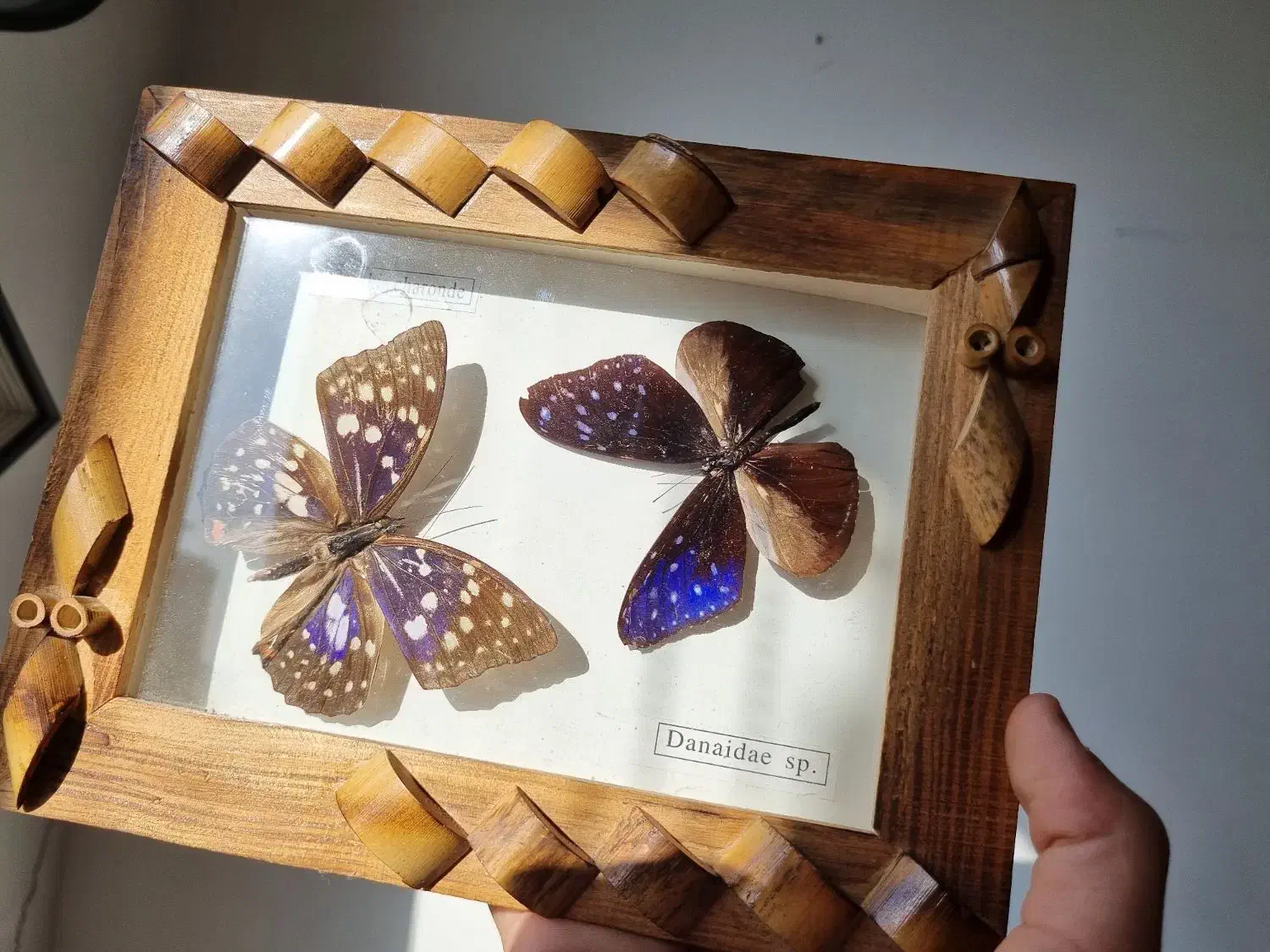 تابلو پروانه طبیعی|تابلو، نقاشی، عکس|تهران, صادقیه|دیوار