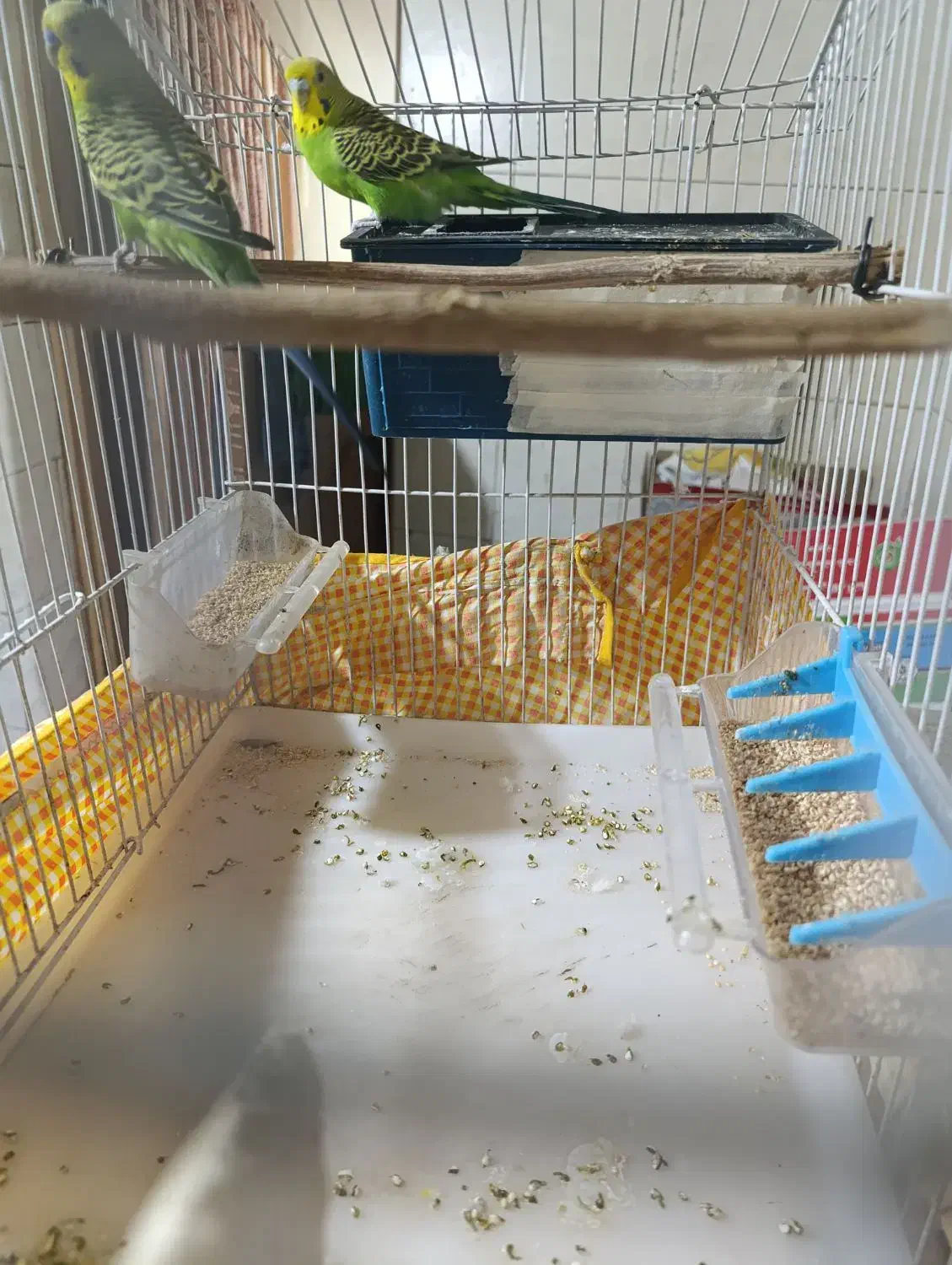 مرغ عشق با قفس و وسایل|پرنده|سراوان, |دیوار