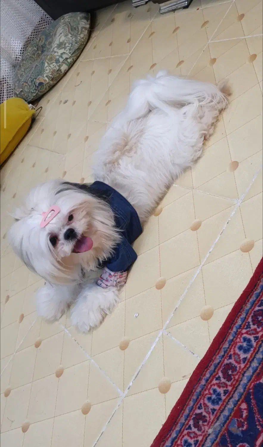 فروش سگ شیتزو|سگ|اراک, |دیوار