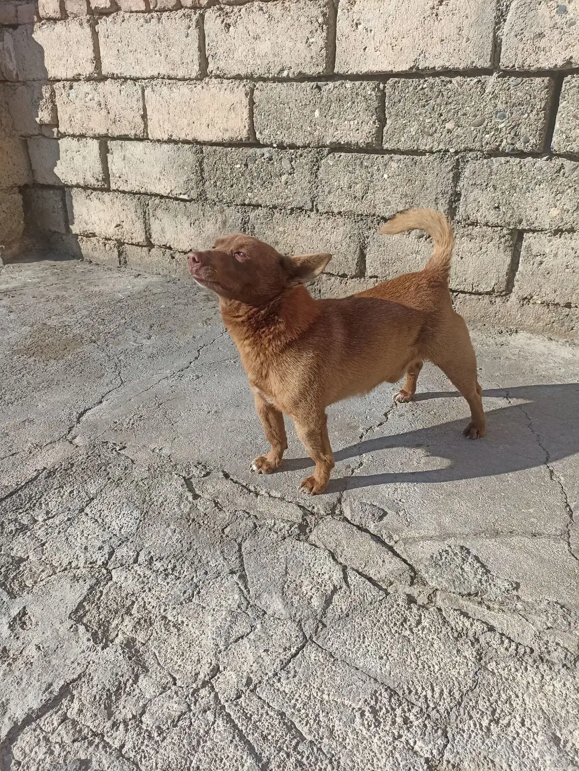 سگ خانگی ونگهبان کبوتر|سگ|ارومیه, |دیوار