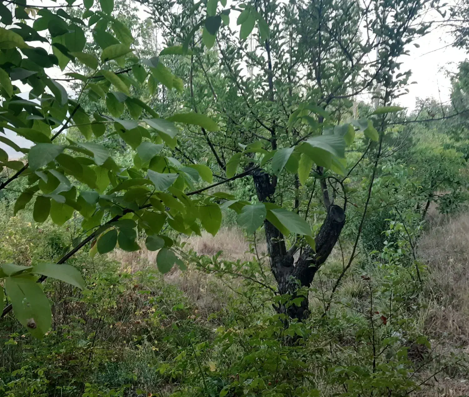 فروش زمین در طالقان|فروش زمین و ملک کلنگی|طالقان, |دیوار