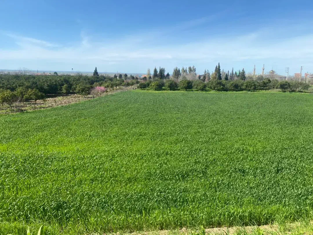 زمین برای سرمایه گذاری بهشر. خلیل شهر|فروش زمین و ملک کلنگی|خلیل شهر, |دیوار